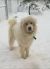 . Cooper - Adopted! .
