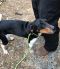 Available Dogs | North Meck Animal Rescue