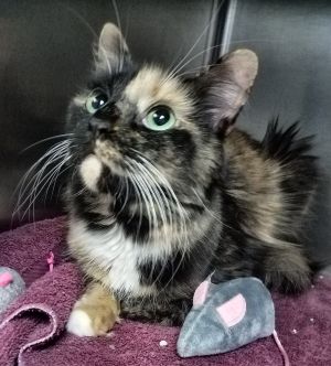 . Tigress-An emerald eyed beauty looking for a cat savvy home .