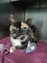 . Tigress-An emerald eyed beauty looking for a cat savvy home .