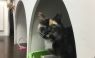 . Tigress-An emerald eyed beauty looking for a cat savvy home .