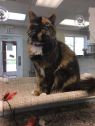 . Tigress-An emerald eyed beauty looking for a cat savvy home .