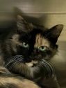 . Tigress-An emerald eyed beauty looking for a cat savvy home .