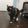 . Tigress-An emerald eyed beauty looking for a cat savvy home .