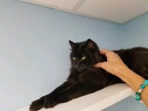 . Nate-Looking for a laid back kitty friend and a cat savvy owner .