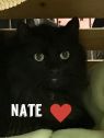 . Nate-Looking for a laid back kitty friend and a cat savvy owner .