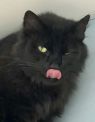 . Nate-Looking for a laid back kitty friend and a cat savvy owner .