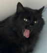 . Nate-Looking for a laid back kitty friend and a cat savvy owner .