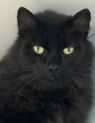. Nate-Looking for a laid back kitty friend and a cat savvy owner .