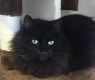 . Nate-Looking for a laid back kitty friend and a cat savvy owner .