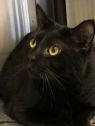 . Merlin- A southern gentleman .