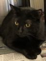 . Merlin- A southern gentleman .