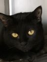 . Merlin- A southern gentleman .