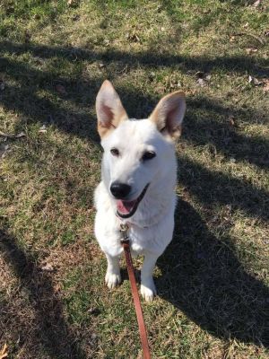 Adoptable Dogs – Journey Home GSD Rescue