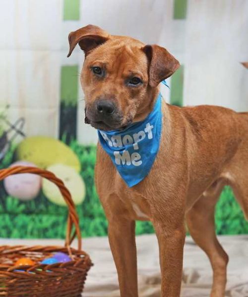 Adoptable Dogs – RESCUEDohio