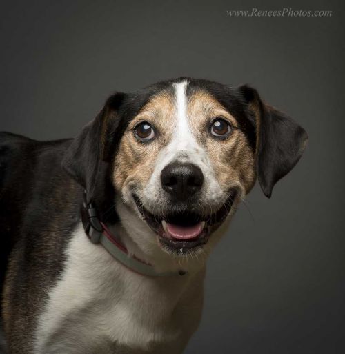 Adoptable Dogs – RESCUEDohio