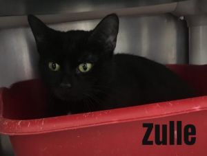. Zulle .