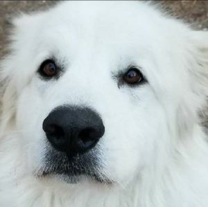 . Rocky - Adopted! .