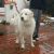 . Rocky - Adopted! .