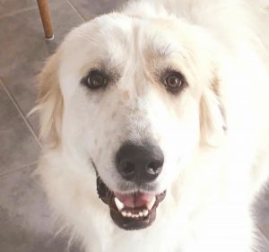 . Piper - Adoption Pending! .