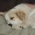 . Piper - Adoption Pending! .