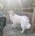 . Piper - Adoption Pending! .