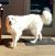 . Piper - Adoption Pending! .