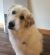 . Piper - Adoption Pending! .
