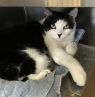 . Oprah-âCome look into my stunning eyes. I am at Petsmart Manchesterâ .