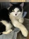 . Oprah-âCome look into my stunning eyes. I am at Petsmart Manchesterâ .