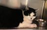 . Oprah-âCome look into my stunning eyes. I am at Petsmart Manchesterâ .