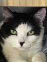 . Oprah-âCome look into my stunning eyes. I am at Petsmart Manchesterâ .