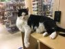 . Oprah-âCome look into my stunning eyes. I am at Petsmart Manchesterâ .