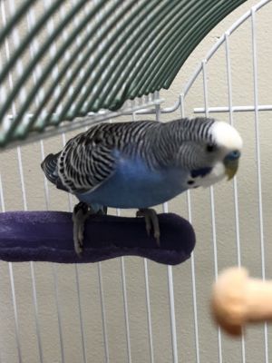 . Blueberry-A fitting name! .