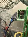 . Blueberry-A fitting name! .