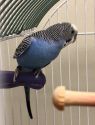 . Blueberry-A fitting name! .