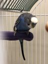 . Blueberry-A fitting name! .