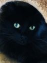 . Rascal-
