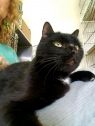 . Rascal-