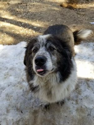 . Tuck and Koda - Adoption Pending! .