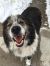. Tuck and Koda - Adoption Pending! .