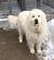 . Tuck and Koda - Adoption Pending! .