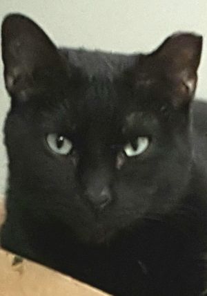 . Cat the Theo .