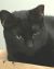. Cat the Theo .