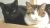 . Cat the Theo .