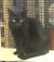 . Cat the Theo .