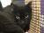 . Cat the Theo .