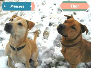 . Princess and Thor .
