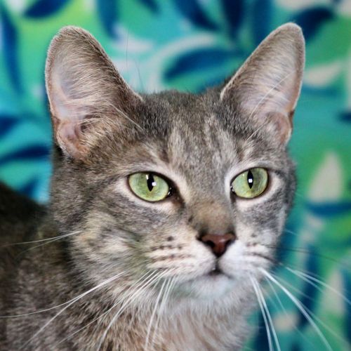 Adopt a Cat at the Eau Claire County Humane Association | WI Animal Shelter