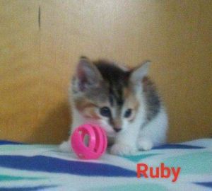 . Ruby .